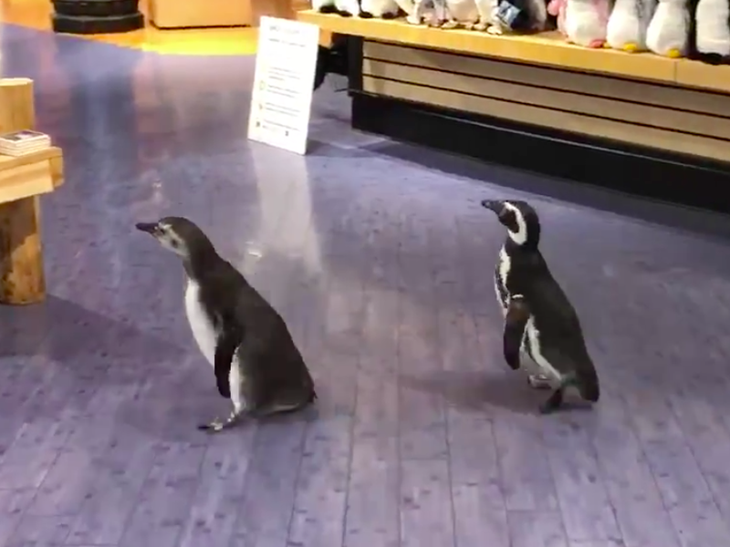Cute penguins