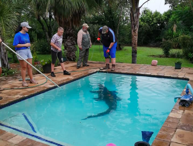 crocodile in swimming pool