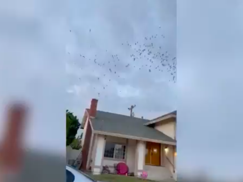 Birds Fly Into House