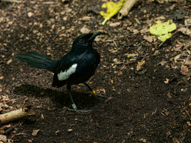 The Seychelles is home to about 400 magpie robins