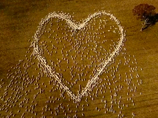 Sheep forms heart