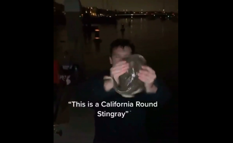 Man stung by stingray video