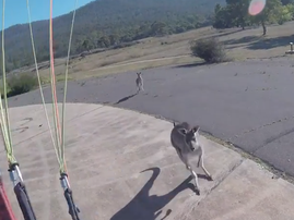 Paraglider makes safe landing in Australia – but is immediately attacked by a KANGAROO