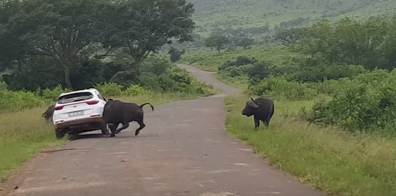 WATCH: Buffalo attacks car road rage incident