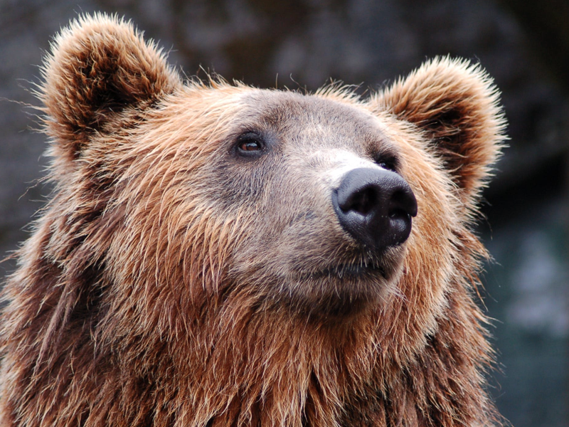 Brown Bear / Pexels