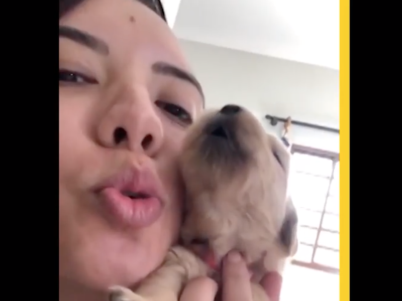 Puppy learns to howl / New York Post