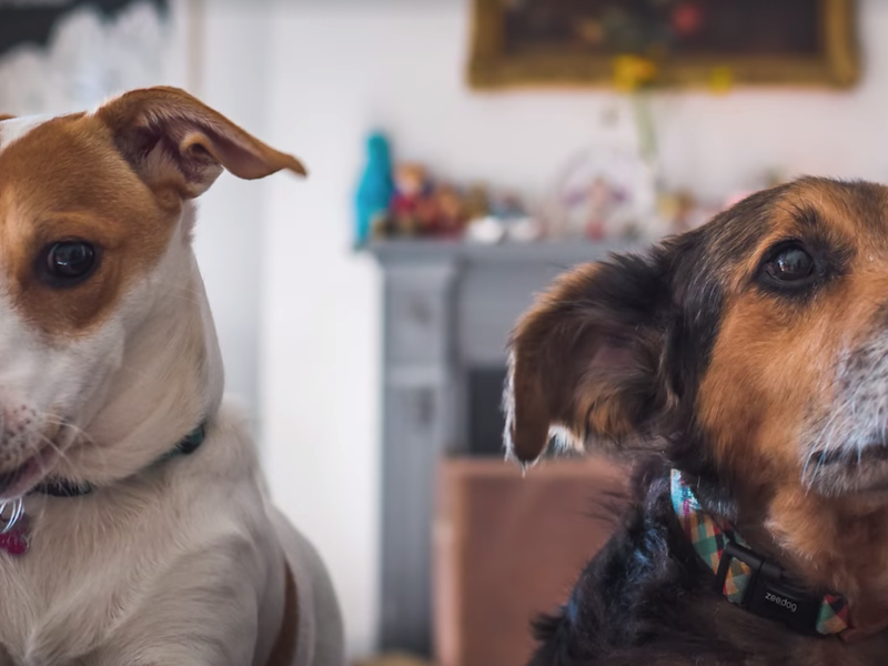 dogs beautiful news pic