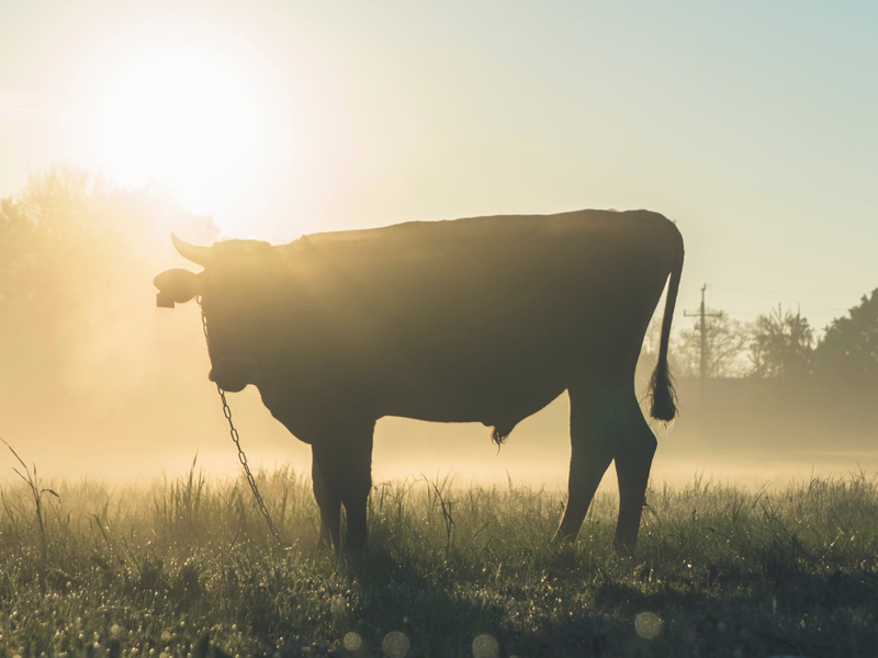 Cow Standing on Grass Field / Pexels