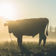 Cow Standing on Grass Field / Pexels