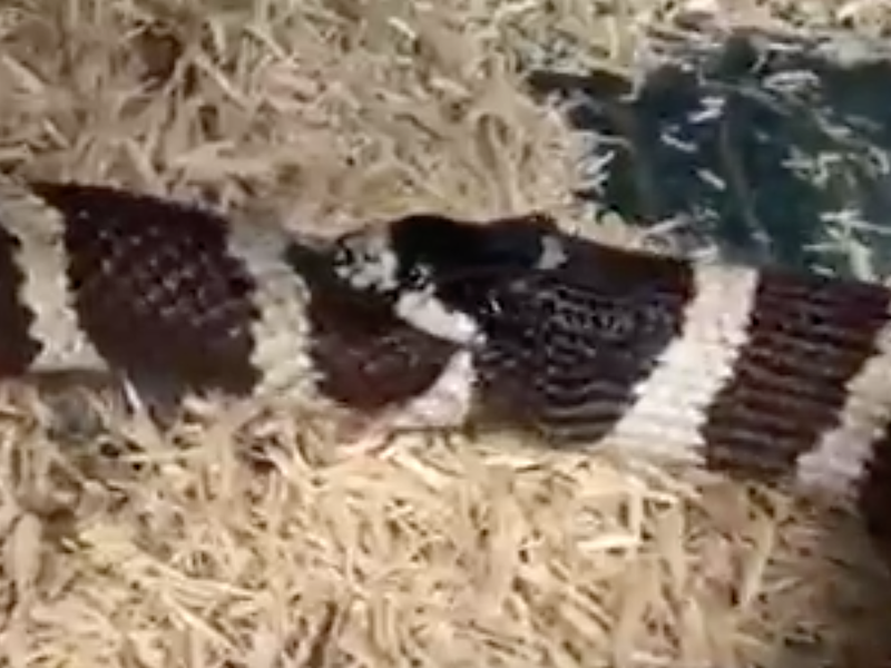 Hungry snake tries to eat itself / Facebook