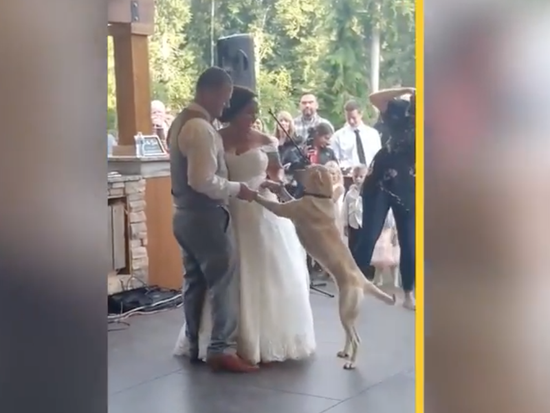 Dog first dance / New York Post