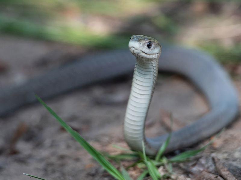 black mamba venomous snake beautiful news