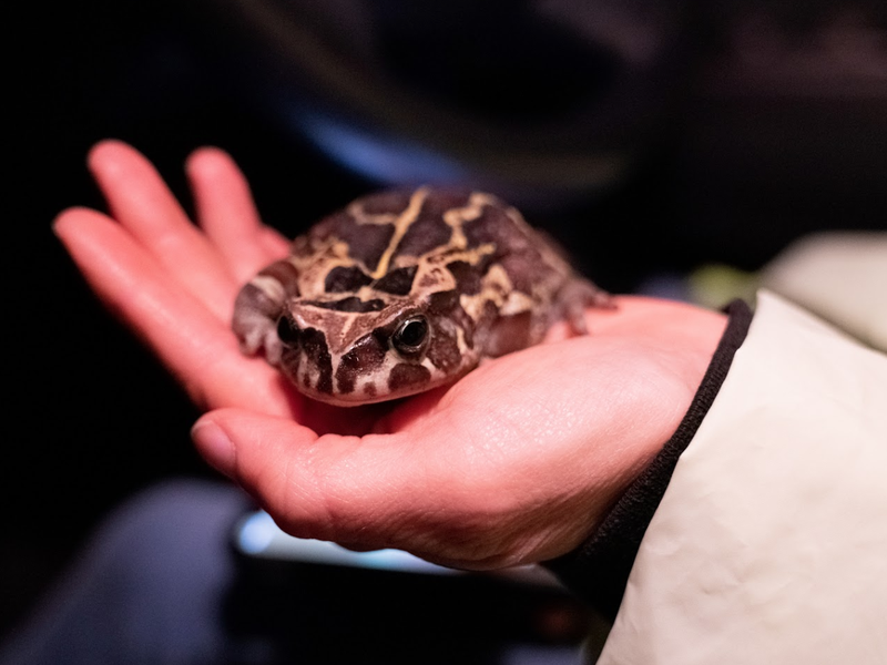 TOAD BEAUTIFUL NEWS PIC