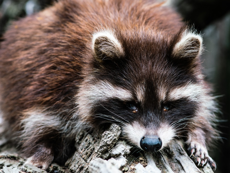 racoons beautiful news sa