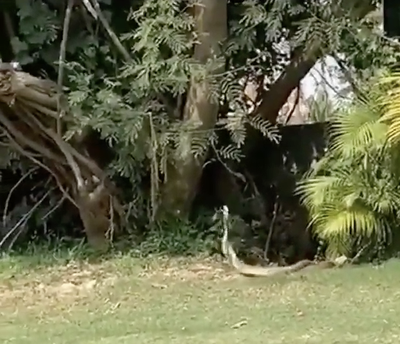 Dancing snakes leave the internet in a haze