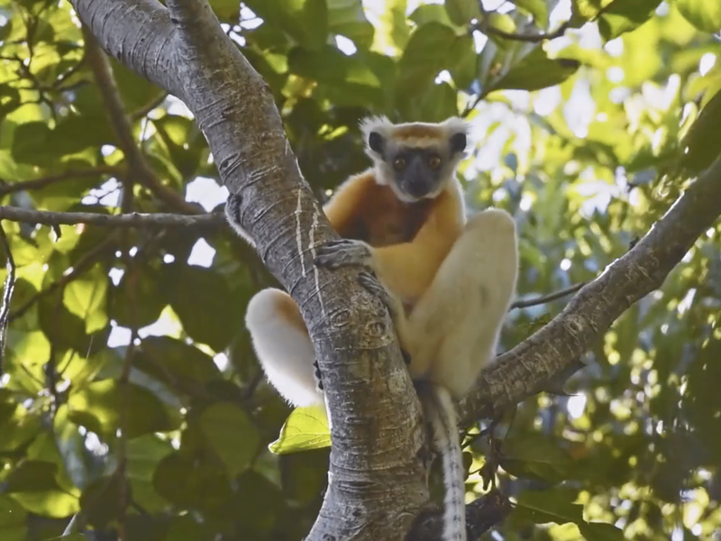 Beautiful News - Lemurs