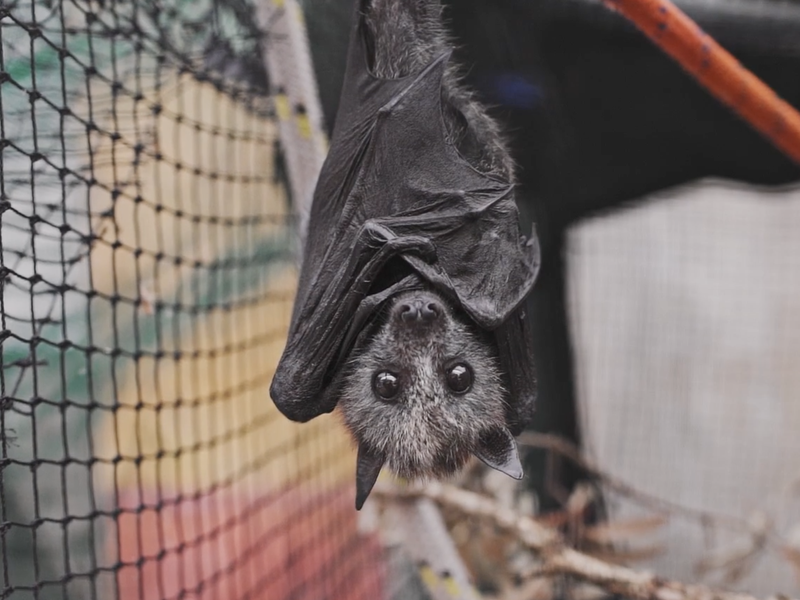 Beautiful News - Bats