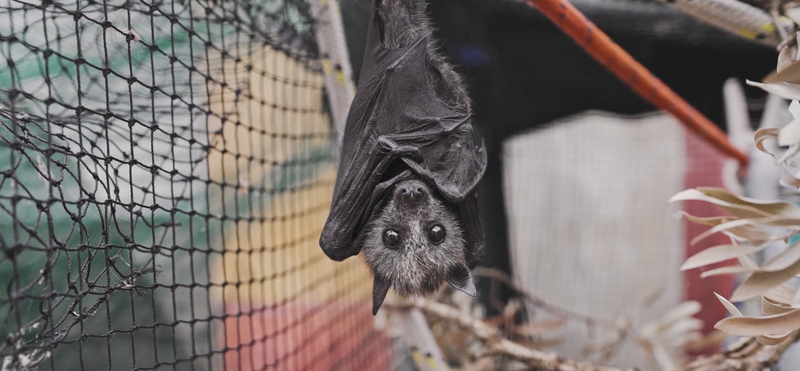 Beautiful News - Bats