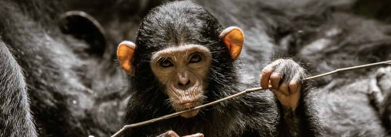 Beautiful News - Chimps