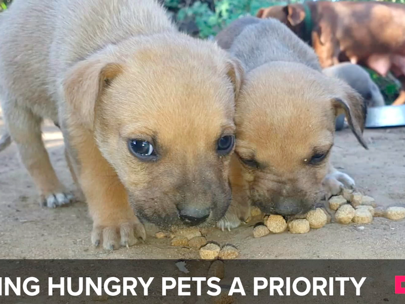 Beautiful News Pets