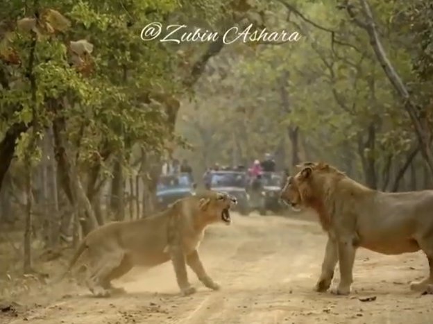 Lion & lioness