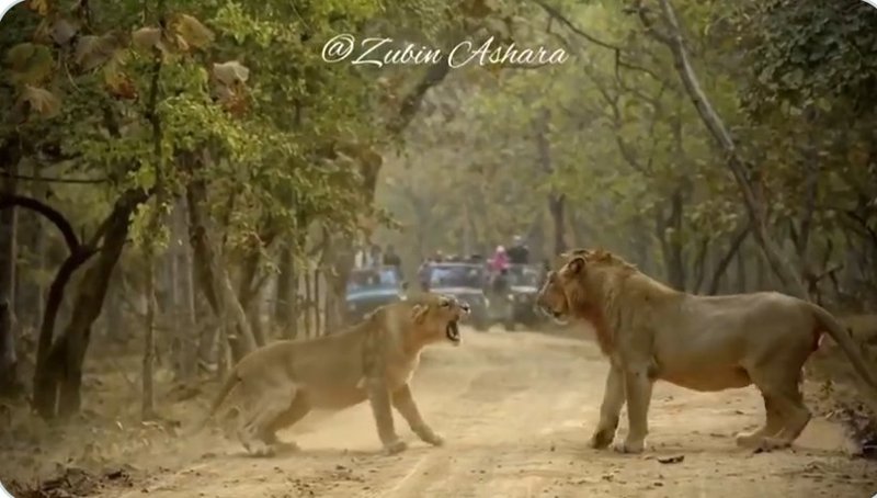 Lion & lioness