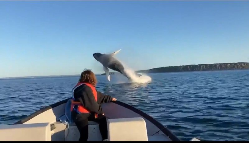 Whales gymnastics