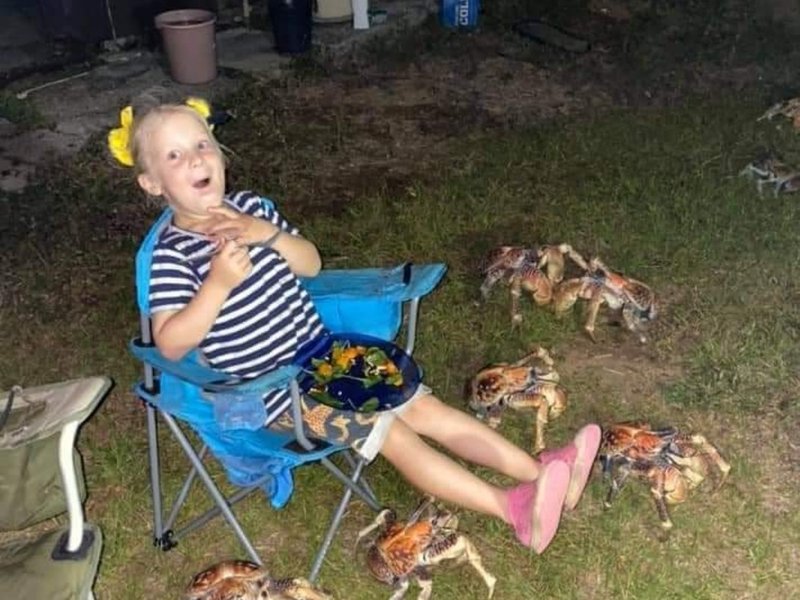 About 50 giant crabs invade family's dinner