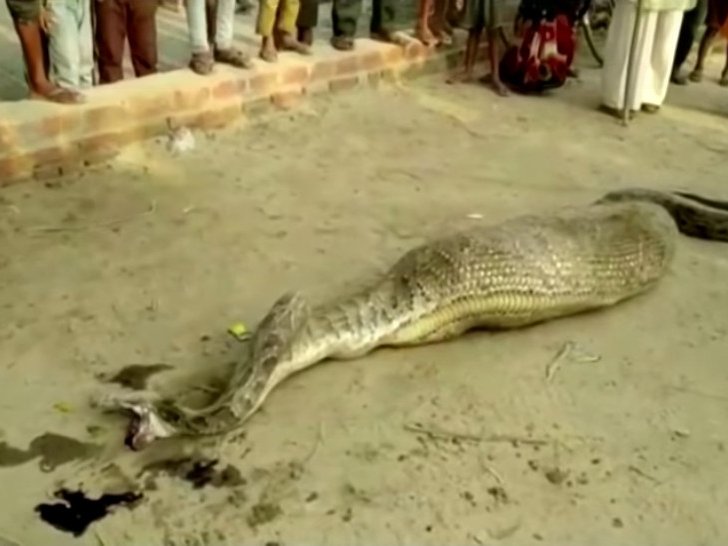 Python after swallowing large prey