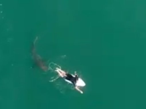 Surfer stalked by great white shark