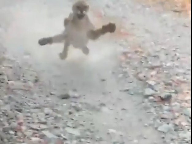 Cougar chases hiker