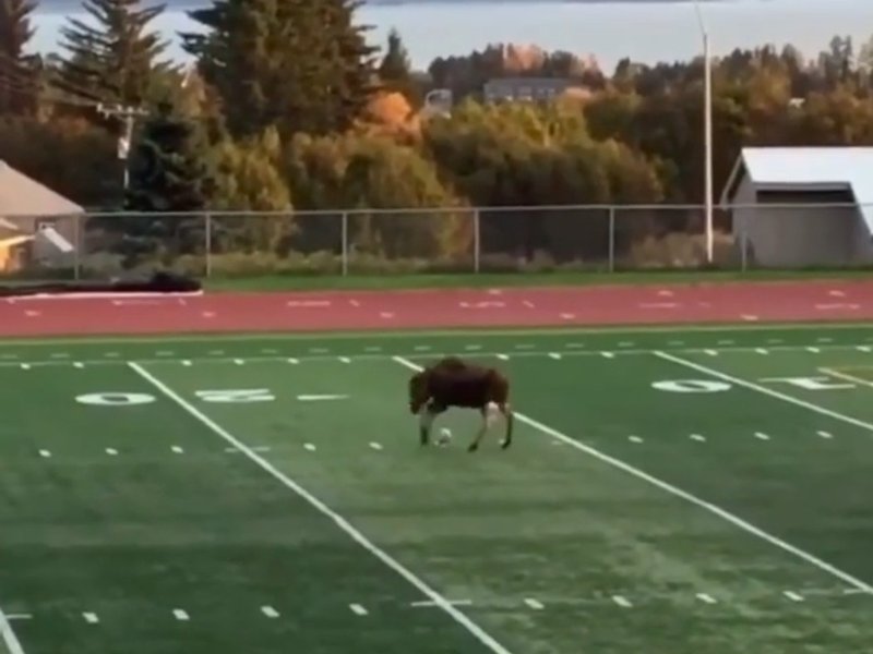 Moose playing football
