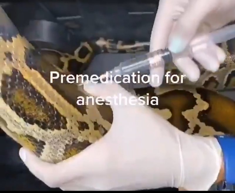 Vet removes blanket from python