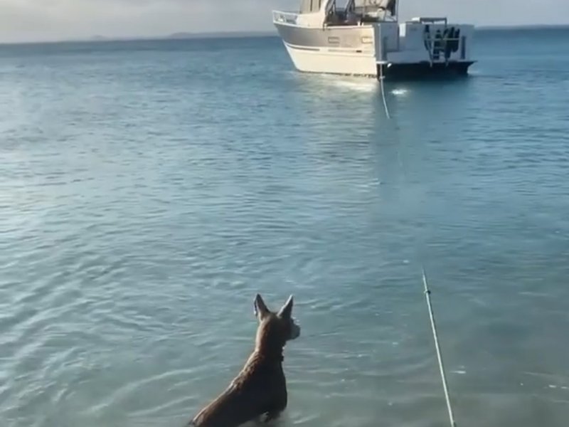 Dog scares shark away
