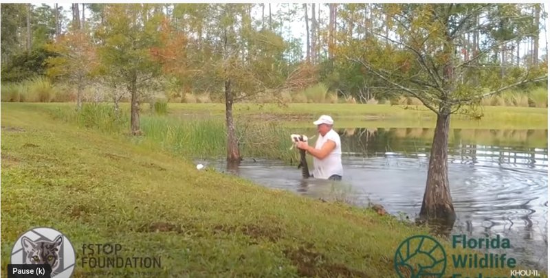 Man wrestles alligator