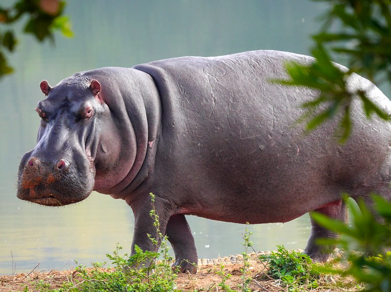 Hippo Dullstroom