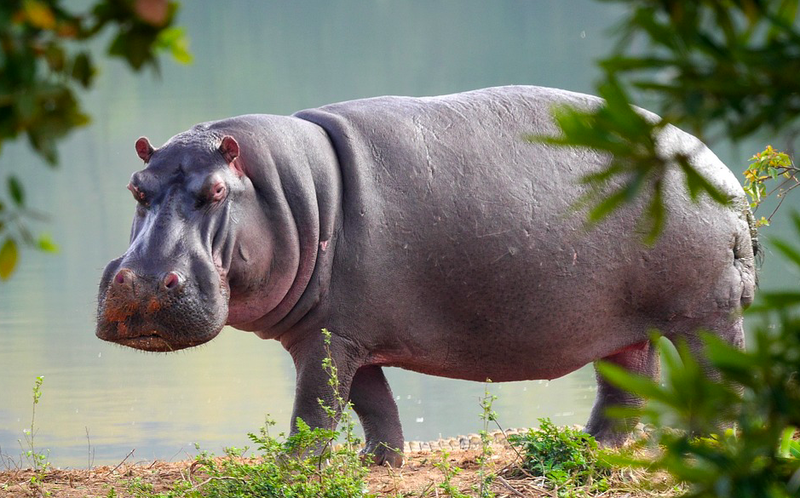 Hippo Dullstroom