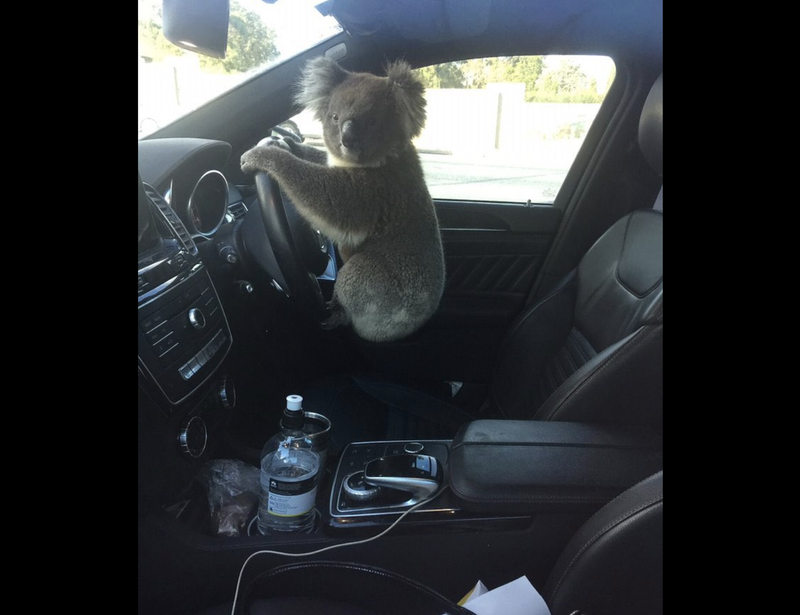 Driving Koalas