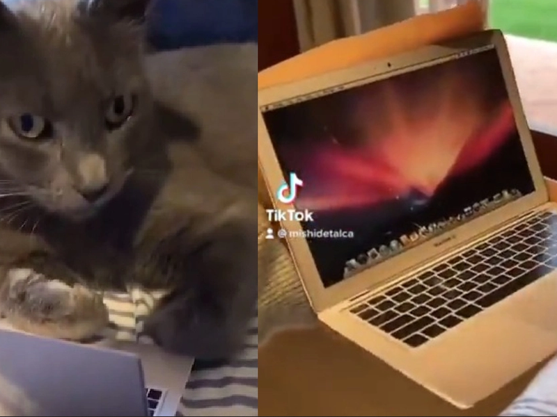 cat with laptop