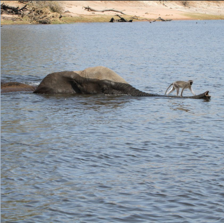 Elephant helps monkey