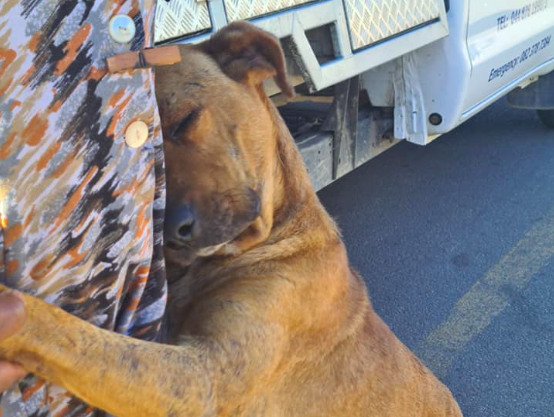 Garden Route SPCA