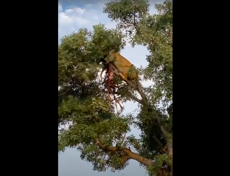 leopard and lion in a tree