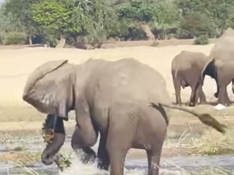 Elephant in the KNP