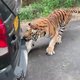 Tiger pulls car