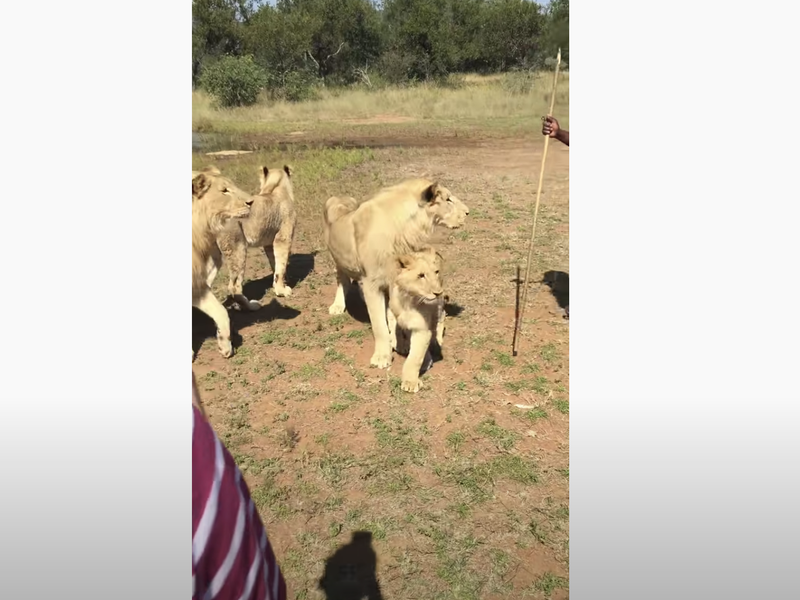 Viral lion video