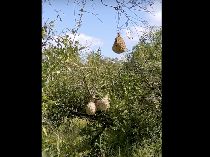 Nest bird snake