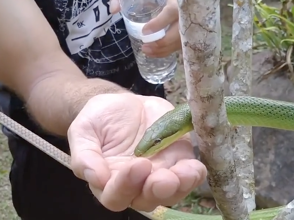 Snake and kind man viral