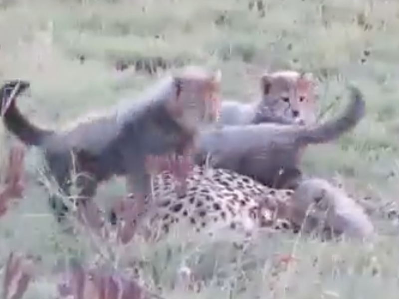 CHEETAH CUBS