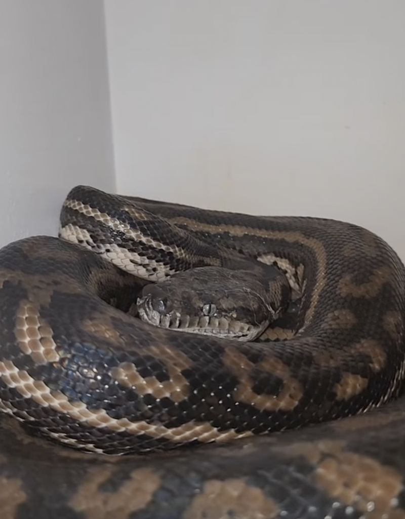 Is That a Burglar? Or A Big Python In The Pantry image