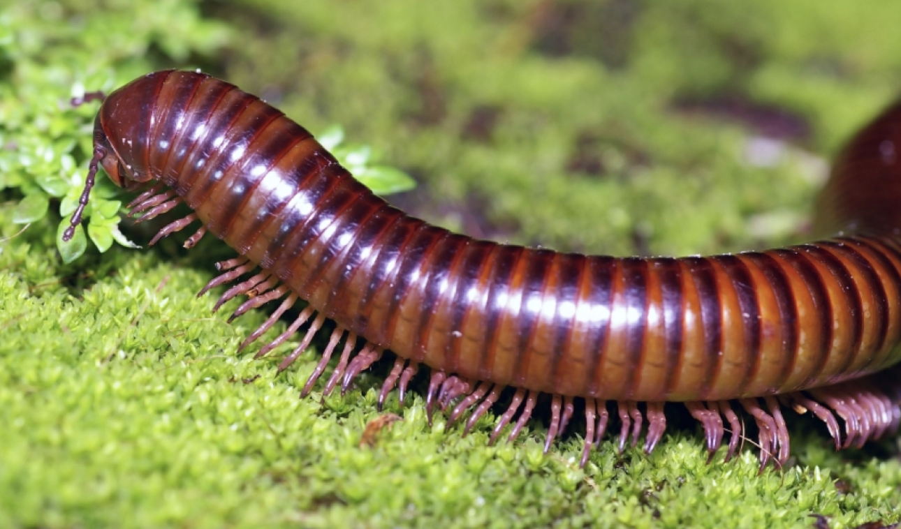 Millipede